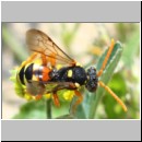 Nomada fucata - Wespenbiene w08a 7mm am Nest bei Andrena flavipes - OS-Hasbergen-Lehmhuegel.jpg